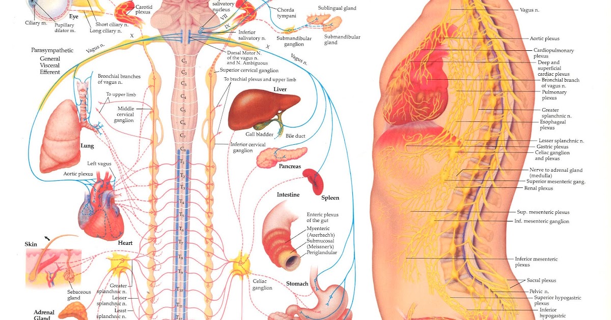 Nervous System Diagram Chart / Amazon Com 11 X 17 Post It Anatomical