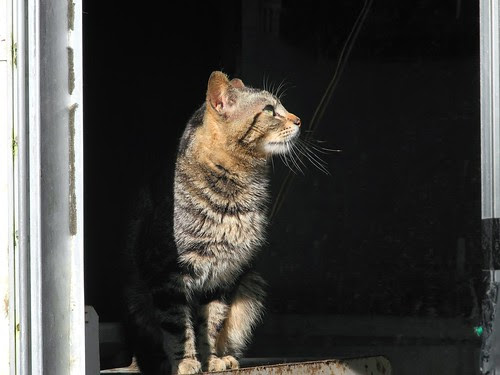 Tabby Cat in Frame