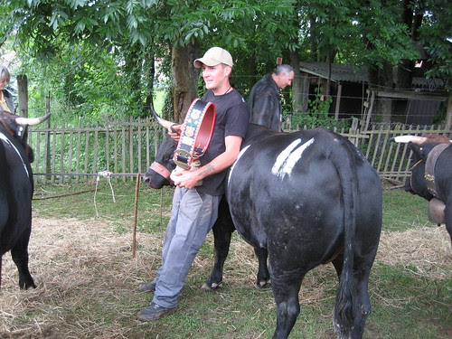 Cow Fight