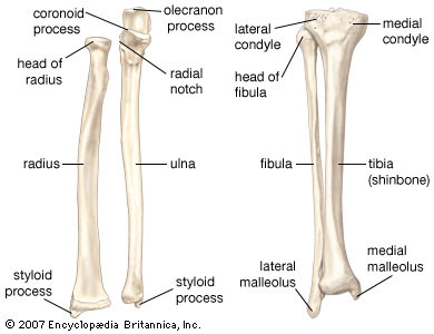 The Strongest Bone In The Human Body | Historical Science