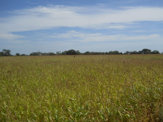 Pulling Cocklebur Weeds in Sorghum Almum Field