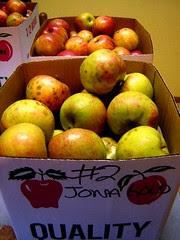 Apple Harvest