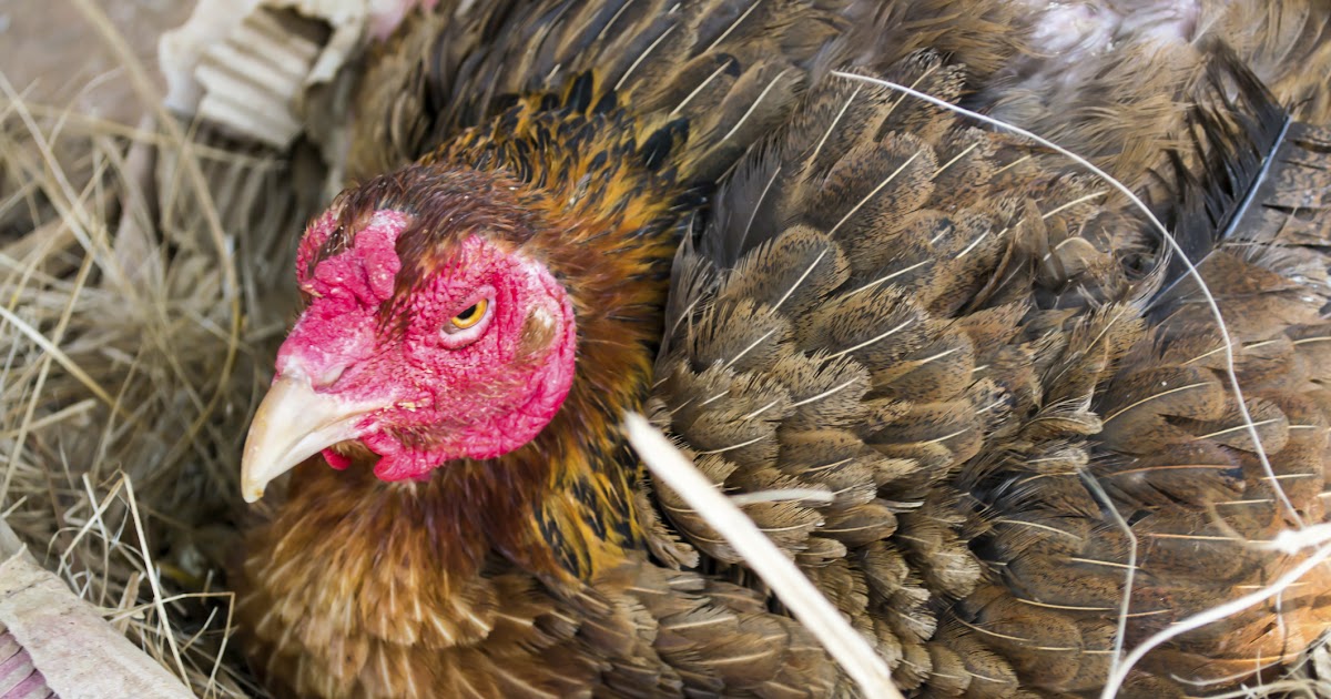 An Animal That Lays Eggs But Is Not A Bird : Why Do Birds Lay Eggs