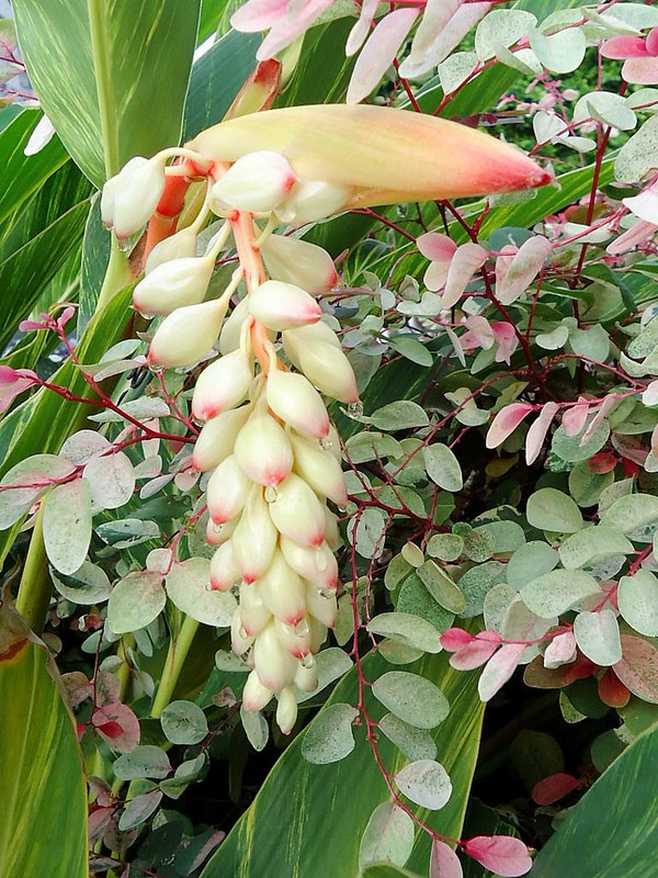 月桃花/無限台南