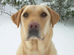 Brody