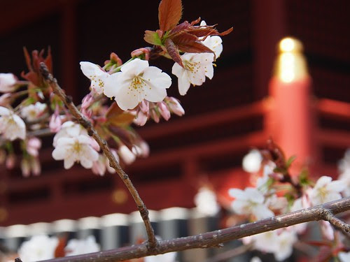渋谷にある金王桜