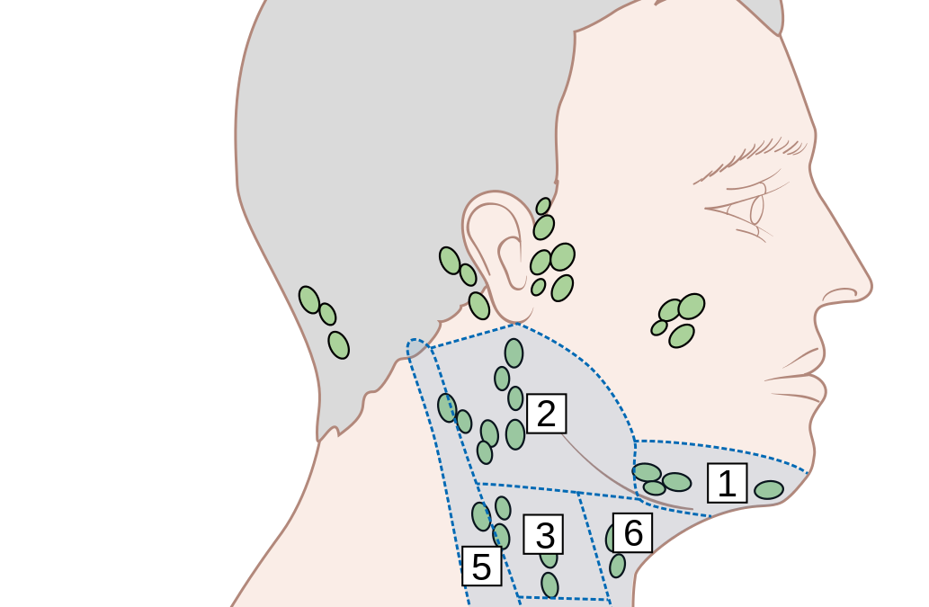 31 Neck Lymph Nodes Diagram Wire Diagram Source Information