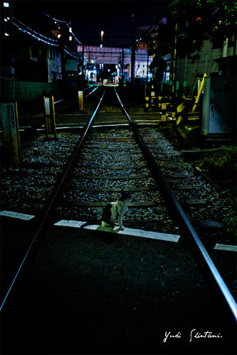 nekodamono - View my 'Summer of 2010.   Memories of railroad crossing cats who spend it at midnight.' set on Flickriver