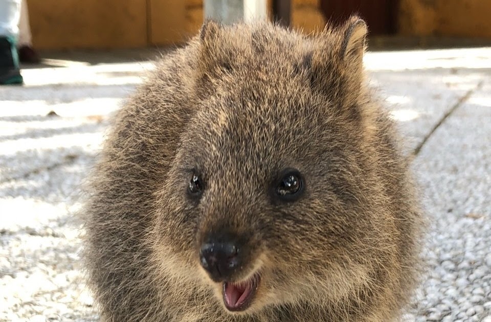 トップ100+クオッカ オーストラリア 動物 かわいい すべての動物画像