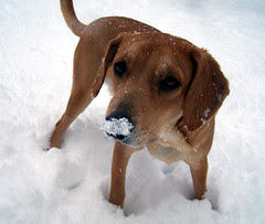 Sophie_snownose_1207