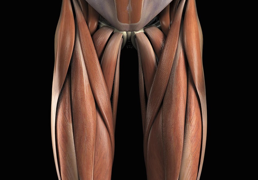 Upper Leg Tendon Anatomy Medial Compartment Of Thigh Muscles