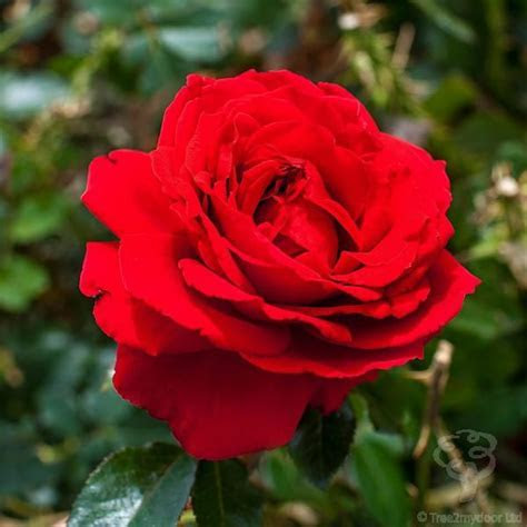 40th (Ruby) Wedding Anniversary Rose Bush Gift 40th (Ruby) Wedding Anniversary Rose Bush Gift