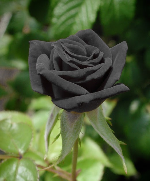 وردة سوداء جميلة