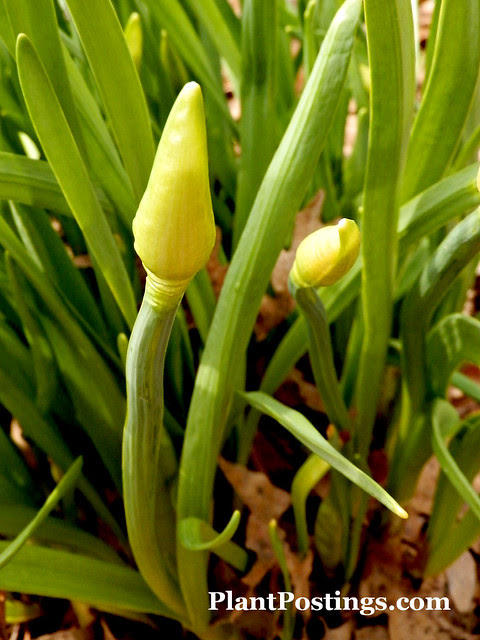 bigdaffs
