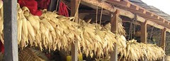 Maize Maize