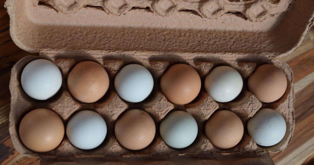 soy-free-eggs-near-me-pastured-chicken-egg-delivery-beiler-family
