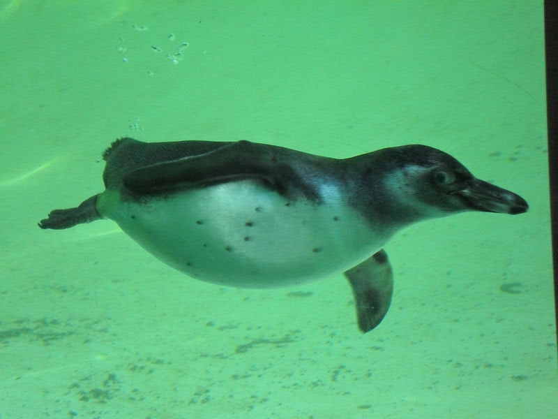 File:Humboldt penguin.jpg