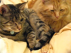 Maggie sitting on Jasper's paw