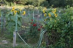 fall sunflowers at the community gardens