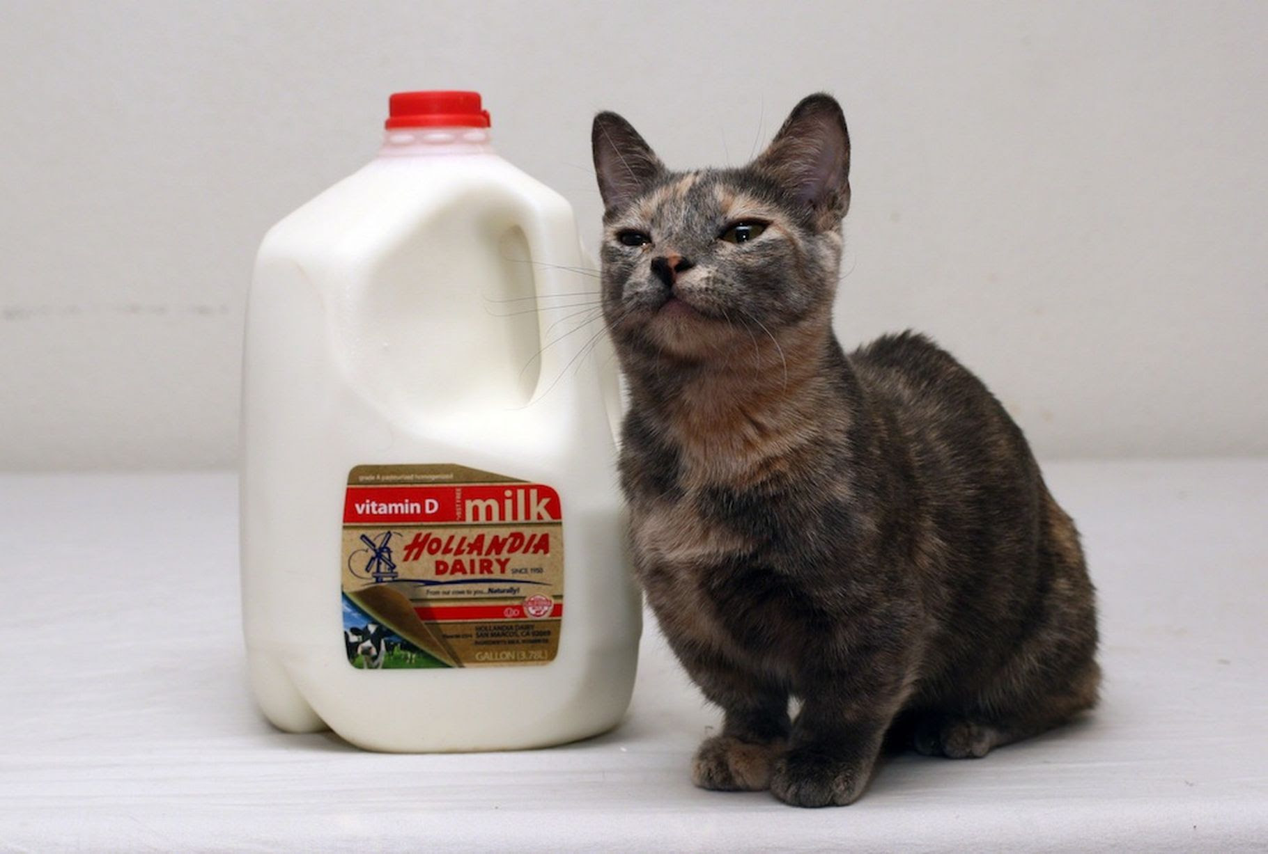 worlds smallest battle cat