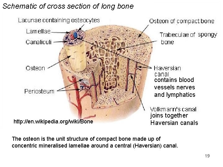 Cross Section Of A Long Bone / 1 Schematic Drawing Of A Longitudinal