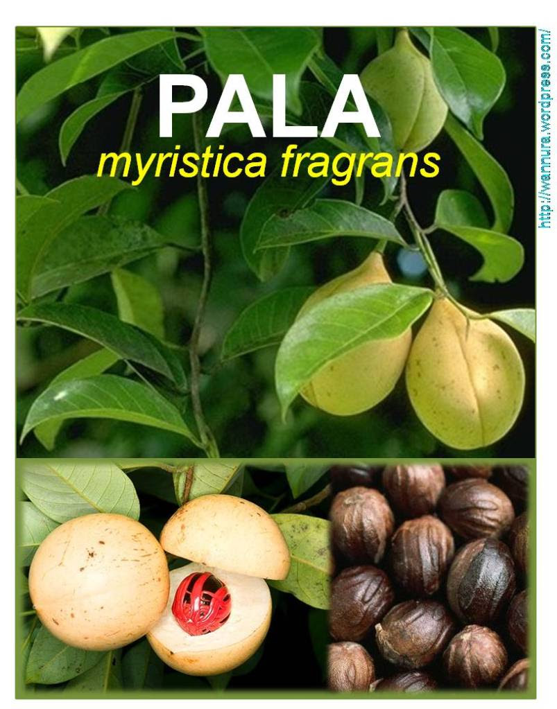 pala