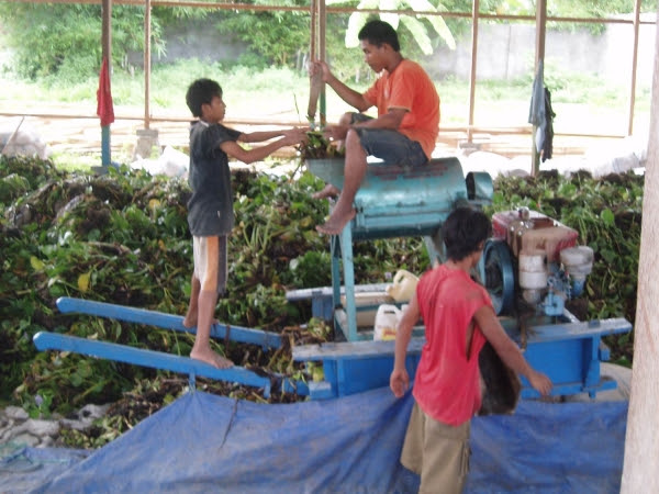 rawapening: Eceng Gondok: Dari Gulma Menjadi Pupuk