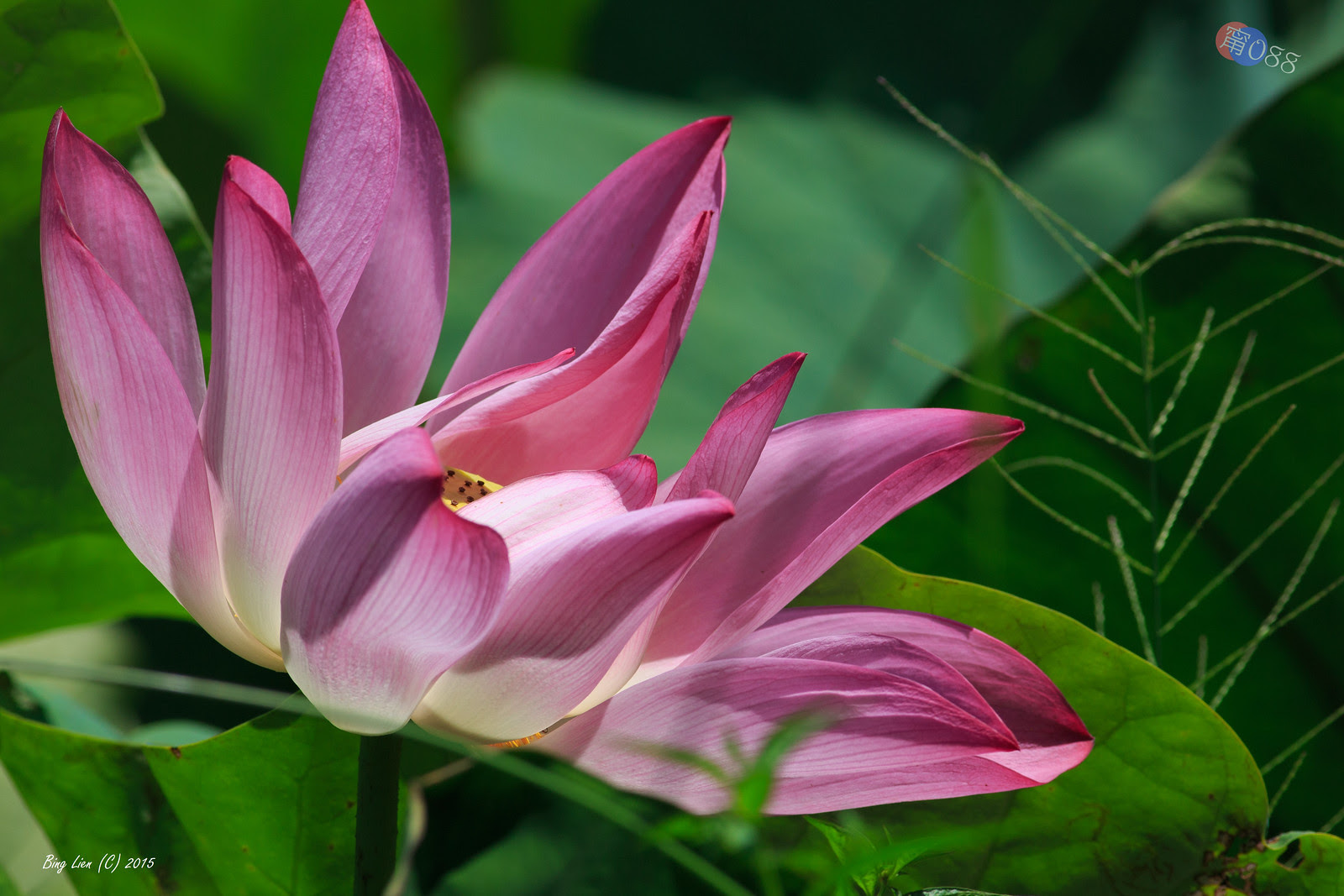 WATER_BING2729_LR