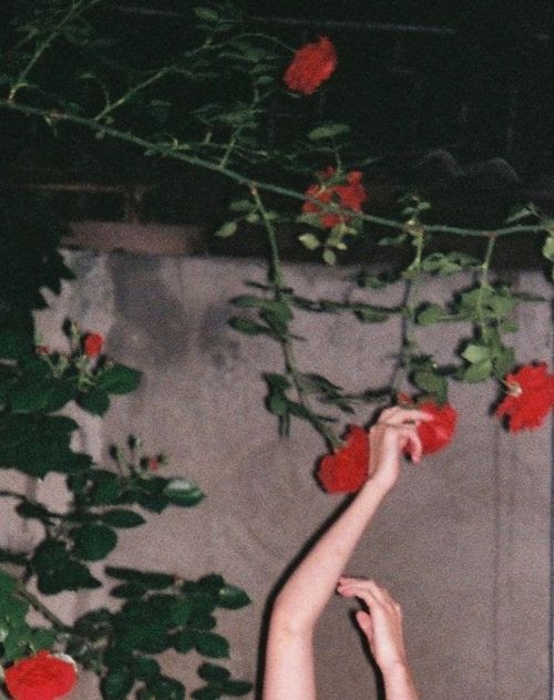 Grunge Flower Garden Aesthetic