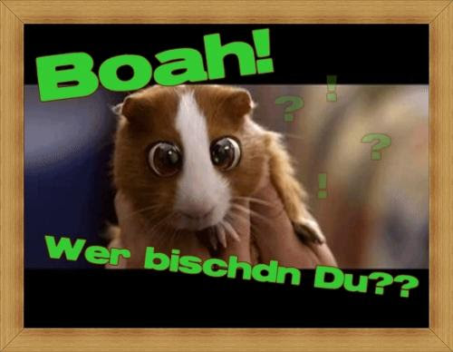 Lustiges Kleintier Bild - Niedlicher Hamster mit großen Augen sagt "Boah! Wer bist Du?"