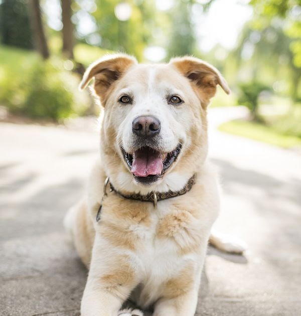 Dog Photography Studio Near Me - 43 Wedding Ideas You have Never Seen
