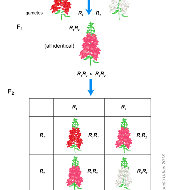 what does complete dominance mean in biology