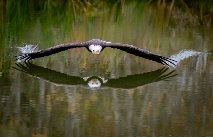 Un aguila cazando en el lago