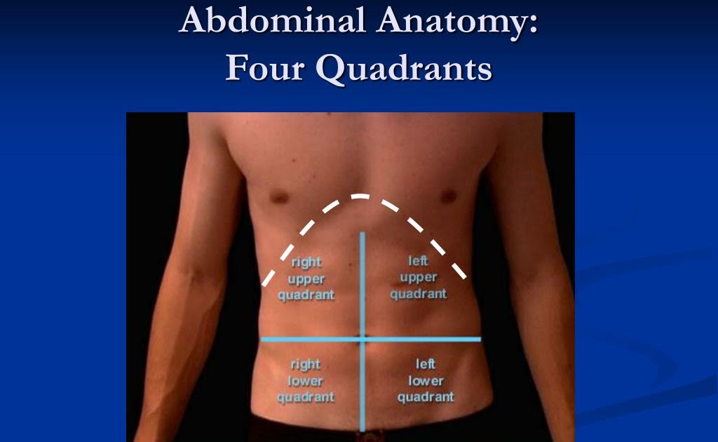 Stomach Anatomy Quadrants