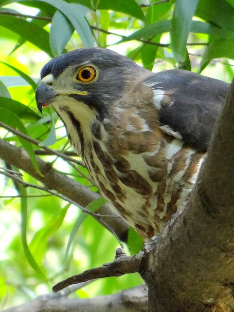 鳳頭蒼鷹/無限台南