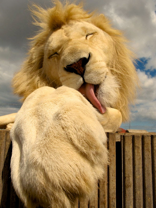 http://twistedsifter.com/2013/04/close-up-lion-licking-paw/