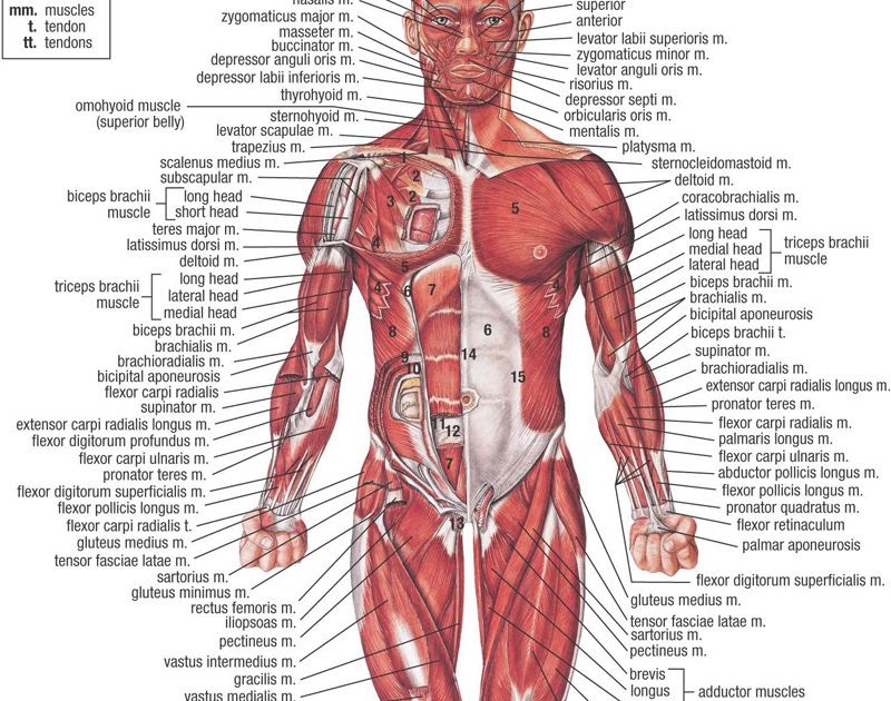 Basic Muscles In The Body Diagram - Basic Muscle Chart Free Download
