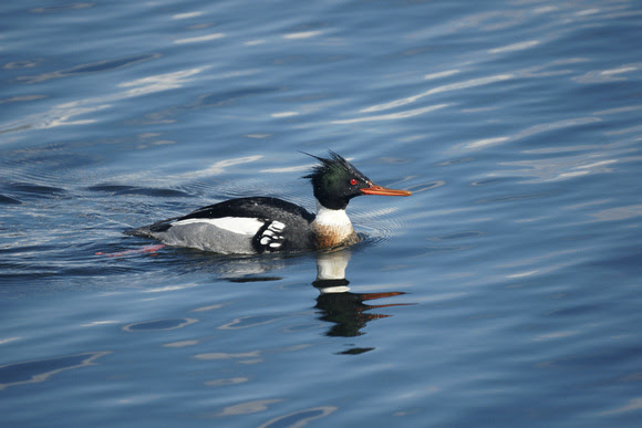 Ed Gaillard: birds &emdash; Red-Breasted Merganser drake, Central Park Reservoir