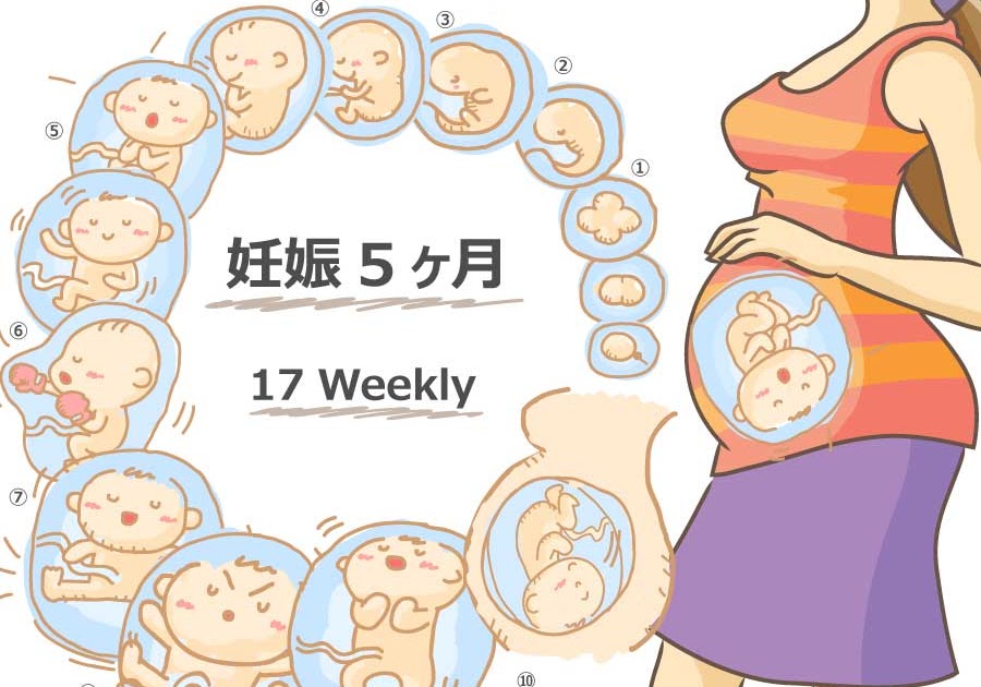 妊娠 17 週 赤ちゃん 大き さ englshu