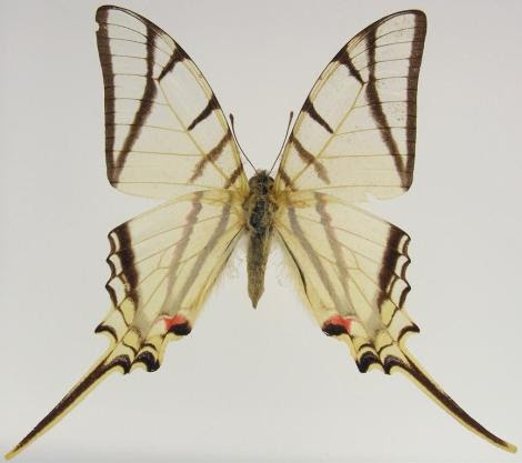 Por: Butterflies of American