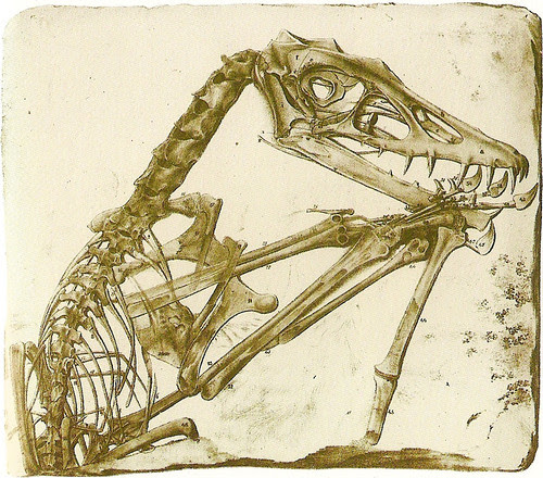 Scaphognathus crassirostris Holotype, 1831