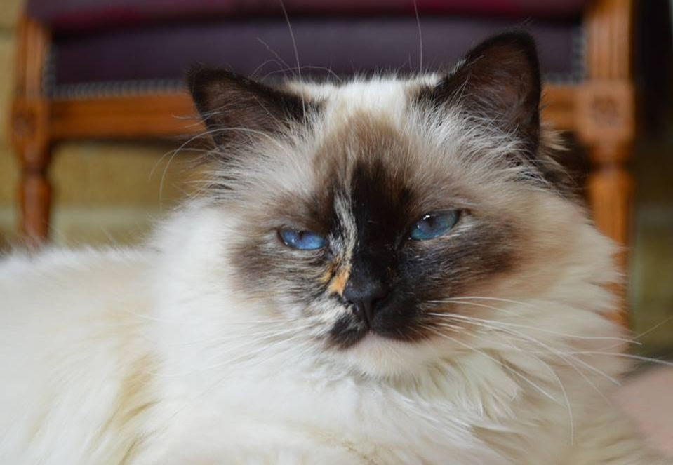 [Le plus populaire! ] chat sacré de birmanie seal point 248692