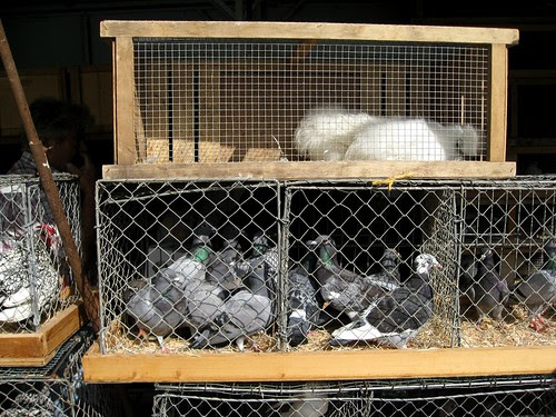 Birds For Sale