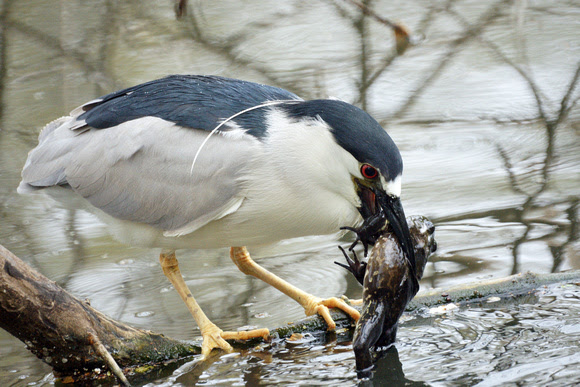 Ed Gaillard: birds &emdash; Black-Crowned Night Heron eating a frog, Central Park
