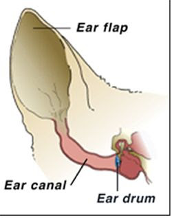 http://www.allergicpet.com/articles/dog_ear_infections.jpg