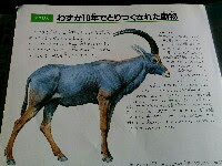 ベストブルーバック 動物 剥製 最高の動物画像