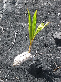 Coconut germinating on Black Sand Beach, Island of Hawaii