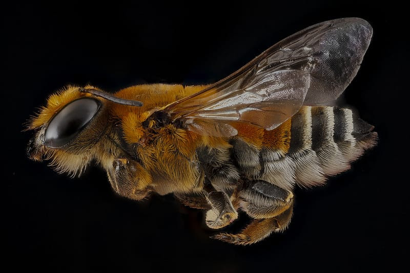 Macro Bee Portraits by Sam Droege and the USGS Bee Inventory and Monitoring Lab Macro Bee Portraits by Sam Droege and the USGS Bee Inventory and Monitoring Lab macro insects bees