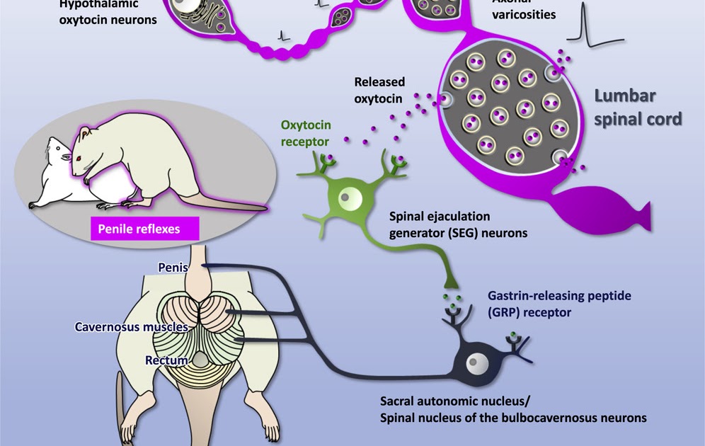 Deric&rsquo;s MindBlog: How oxytocin enhances male sexual activity
