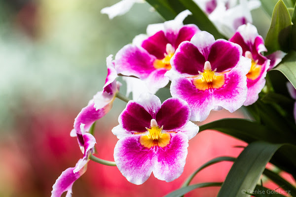 orchids in bright pink and yellow